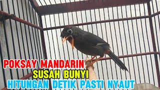 Download lagu SUARA pancingan poksay Mandarin paling efektif cepat bikin nyaut emosi poksay Mandarin susah bunyi mp3 Download lagu SUARA pancingan poksay Mandarin paling efektif cepat bikin nyaut emosi poksay Mandarin susah bunyi mp3