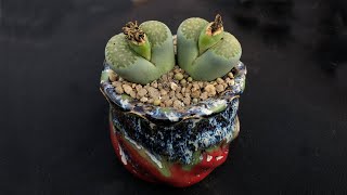 How to Unpack New Lithops , Re pot and Transplant Living Stones - Create a Lithops Succulent Garden.