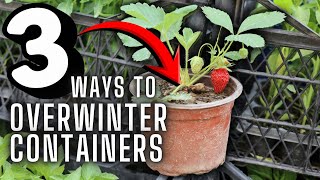 Why Most Potted Perennials Don’t Survive Winter — And How to Fix It