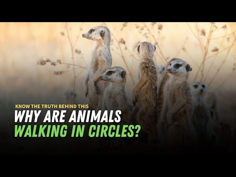 Animals Walking In Circles Reddit