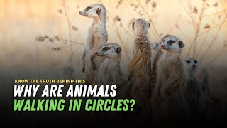 Why are Animals Walking in Circles Know the Truth Behind This