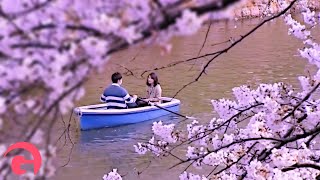 preview picture of video 'Cherry Blossom Viewing At Shinjuku Gyoen Park'