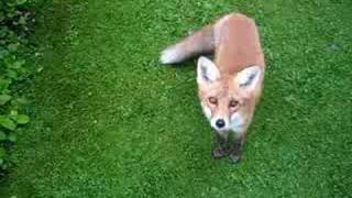 preview picture of video 'Fox nicking gooseberries'