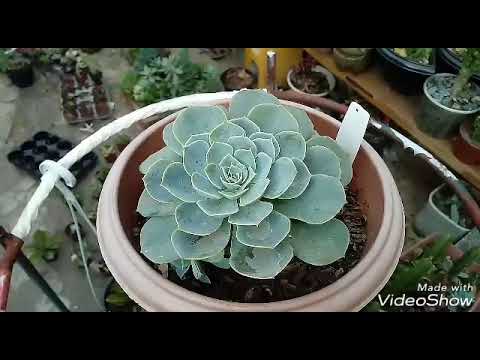 download lagu mp3 mp4 Flor De Pedra, download lagu Flor De Pedra gratis, unduh video klip Flor De Pedra