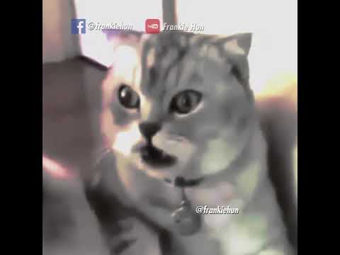 Cat realizes has been neutered - Dank meme Video