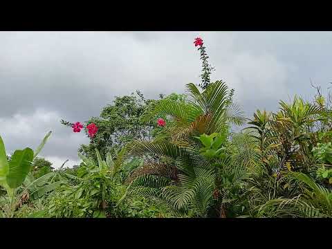 VEJA AS MARAVILHA DO SÍTIO RIACHO DA CRUZ 06 12 2025  MUTUIPE BAHIA 