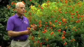 Lantana - Dave Bradshaw