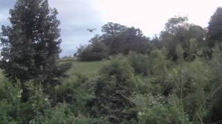 Free Flying Red Tailed Hawk