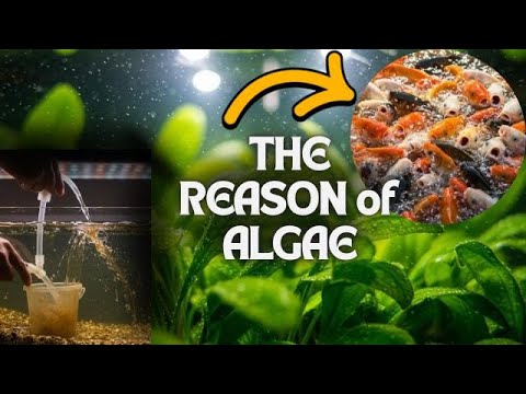 6 Things You Need to Avoid for an Algae-Free Aquarium