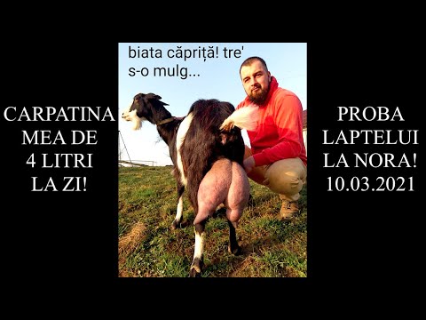 , title : 'NORA - o capră de 4L la zi! Proba laptelui la o CAPRĂ CARPATINĂ! #OrășeanLaȚară!'