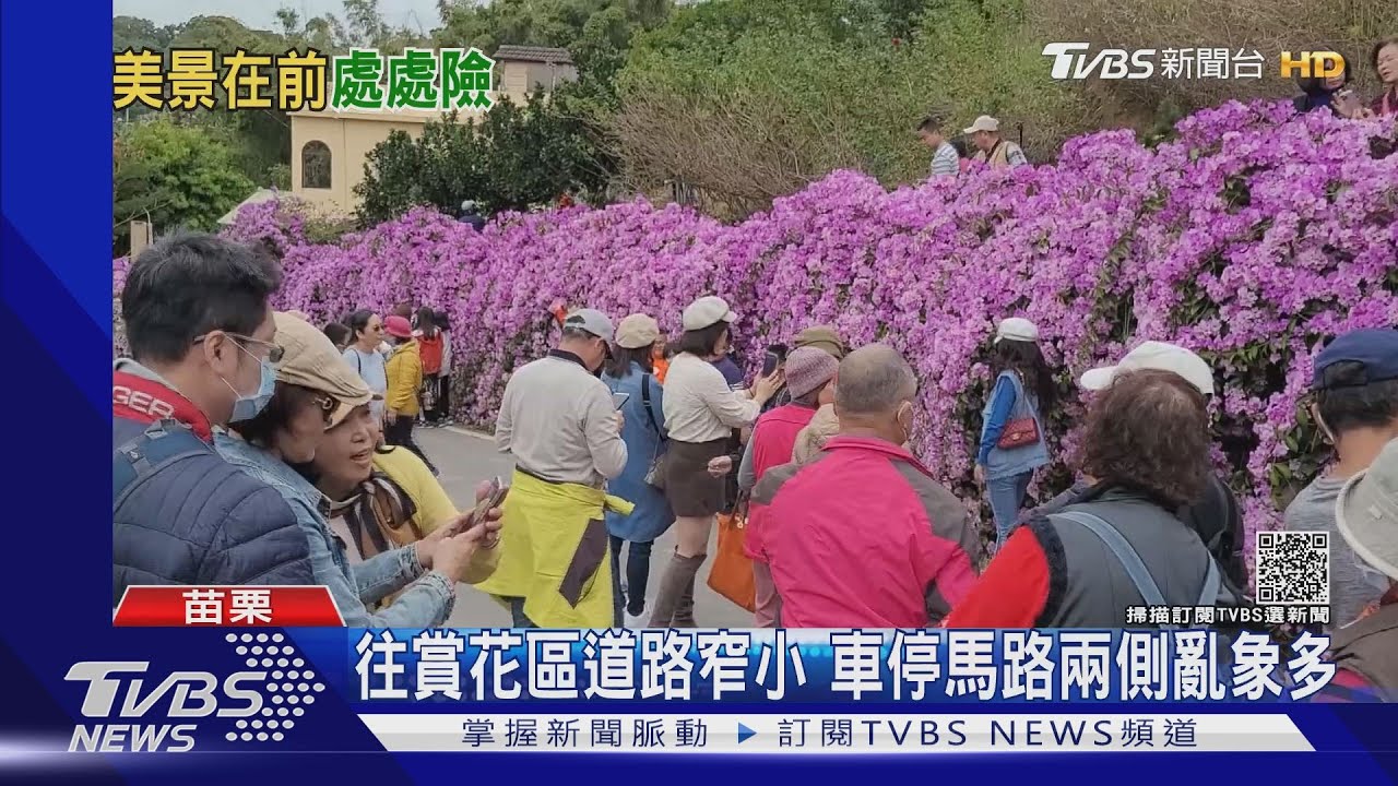 通霄馬家庄！蒜香藤盛開　浪漫「紫瀑」湧人潮