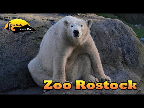 Zoo Rostock - Zu recht ausgezeichnet? - Von Nah zum Zoo 4k