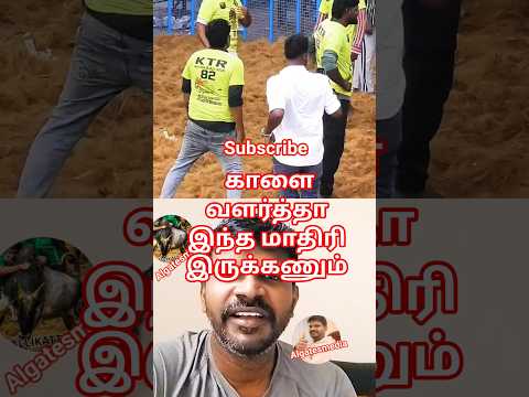 செம்ம கெத்து காளை வளர்த்தால் இப்படி இருக்கணும் #jallikattu#avaniyapuram#vadivasal#bulls#manjuvirattu