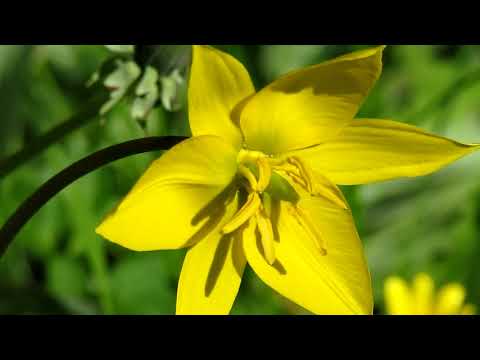 Arturs Nīmanis - Saulstariņš