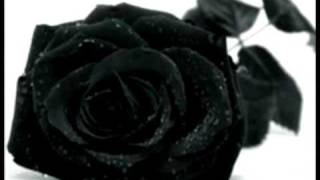 My rosa negra    ..::porta::..