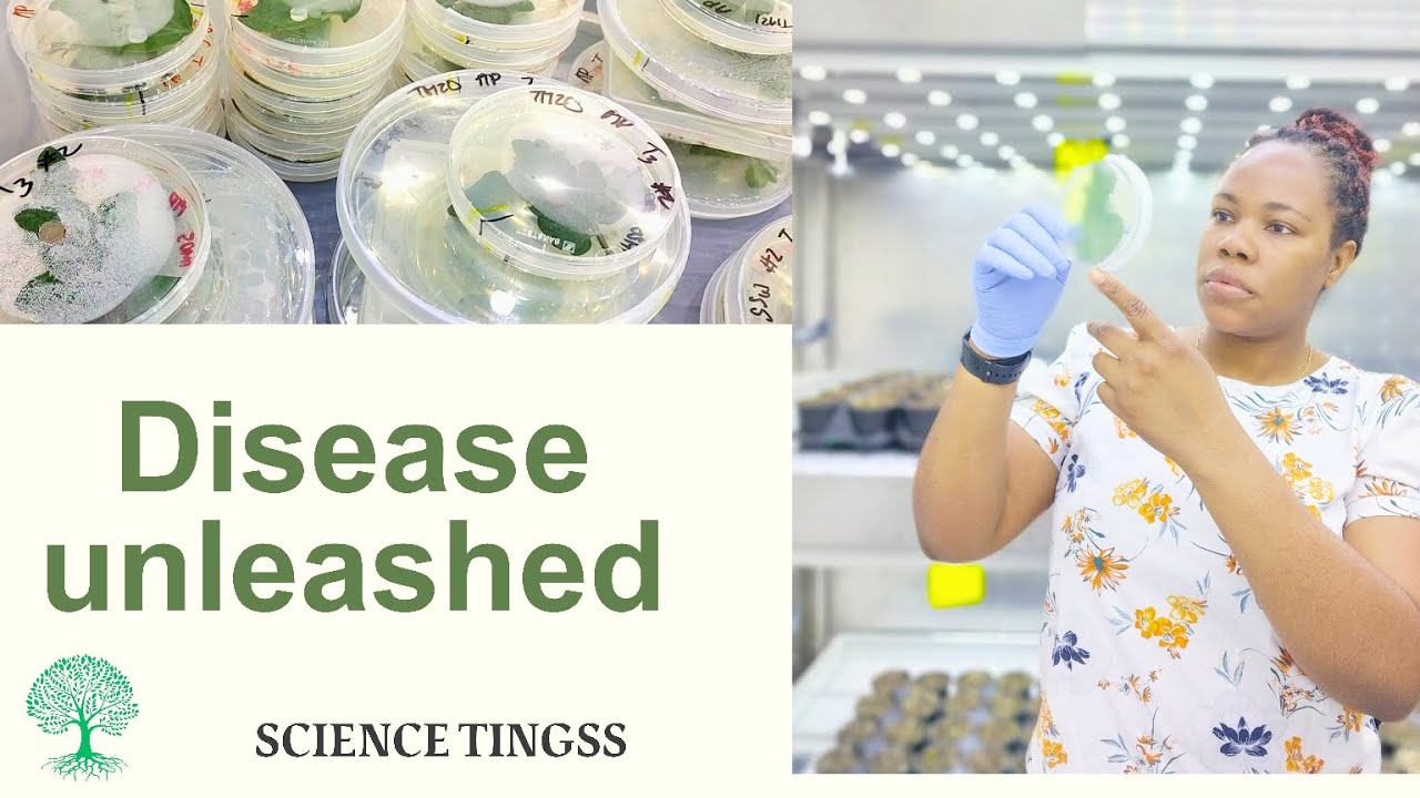 E06: The disease diaries: Detached Leaf Assay edition (@sciencetingss ) | Science vlog