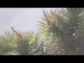 Danny Frankel, Victoria Williams, Doug Wieselman - Right As Rain