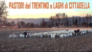 preview picture of video 'Laghi di Cittadella, Via Campagna Tron -26-01-2012 - Pastori del Trentino - MP4'