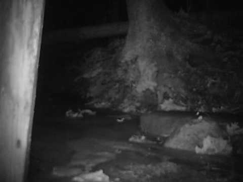 Trail Cam White-footed or Deer Mouse Jan 2016