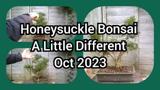 Honeysuckle Bonsai A Little Different Oct 2023