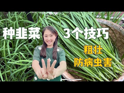 韭菜怎麼種