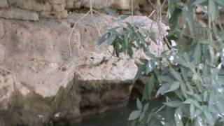 preview picture of video 'Crabs in Gali Ali Beg - Iraqi Kurdistan'