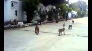preview picture of video 'Monkeys Rule Ghatkesar Railway Station Platforms.'