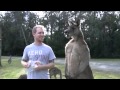 Man Feeds Buff Kangaroo