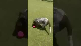 Video preview image #1 Brittany-German Shorthaired Pointer Mix Puppy For Sale in Curwensville, PA, USA