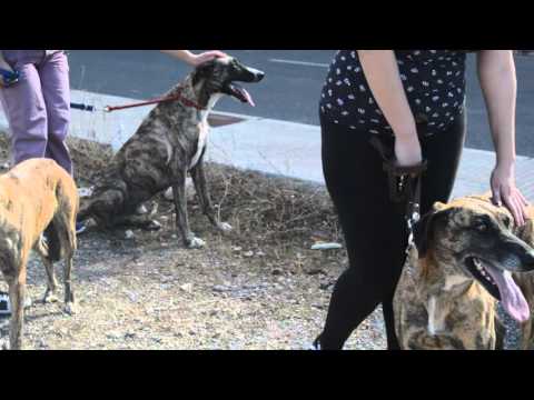 Los mastines galgos (10-10-15)