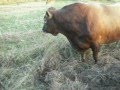 Our Bull, "Lester" 