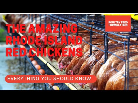 , title : 'Rhode Island Red Chickens, What You Need to Know (HD Quality)'