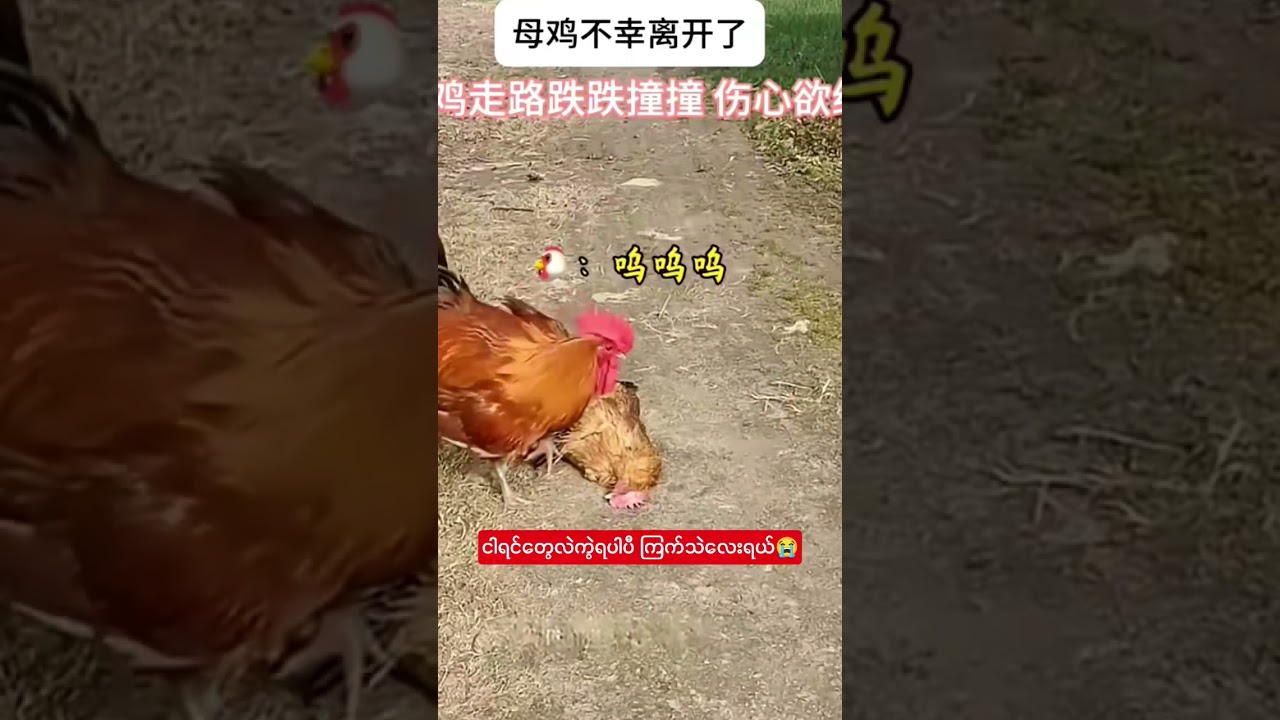 နင်မရှိတဲ့လောကကြီးမှာ ငါတစ်ယောက်ထဲ ဆက်ပြီးအသက်မရှင်ချင်ဘူး.နင့်နောက်လိုက်ခဲ့မယ် ကြက်သဲလေးရေ😭😭😭#crd