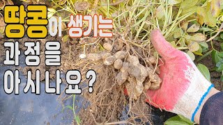 땅콩이 생기는 과정을 아시나요? 땅콩 수확. 땅콩재배 방법.