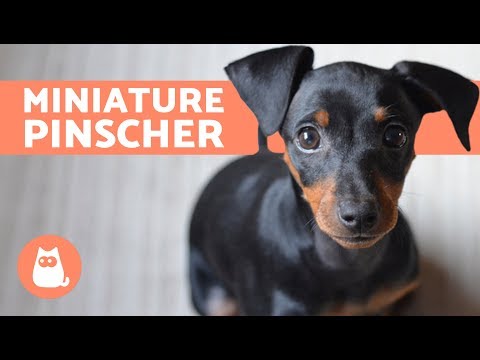 törpe pinscher a férgektől
