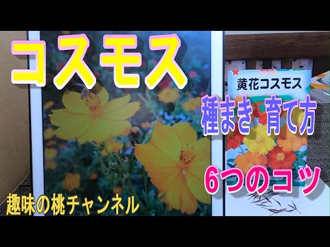 コスモスの種を蒔く時期 メキシコ原産の庭にある国境沿いの巨大な装飾品