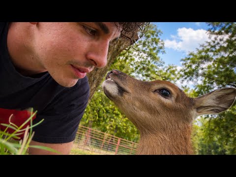 His Mom Stopped Feeding Him (Baby Elk Catch & Cook)