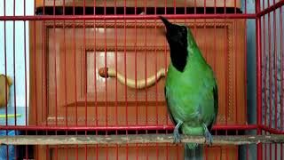 Download lagu PANCINGAN untuk cucak ijo MACET   DIJAMIN langsung nyaut dan GACOR mp3