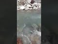 Allai Village Banna Kpk