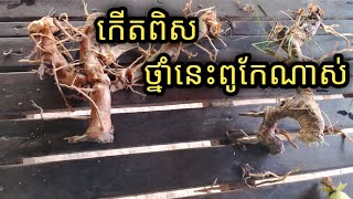 កើតពិស លាបទៅបាត់ដូចគេបេះ