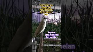 Download lagu ropel bervariasi. #trucukanropel #trucukangacor #trucukanropelpanjang #birds  #kicaumanianusantara mp3