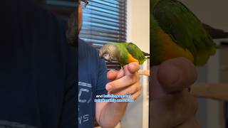 Senegal parrot is my best friend! #birds