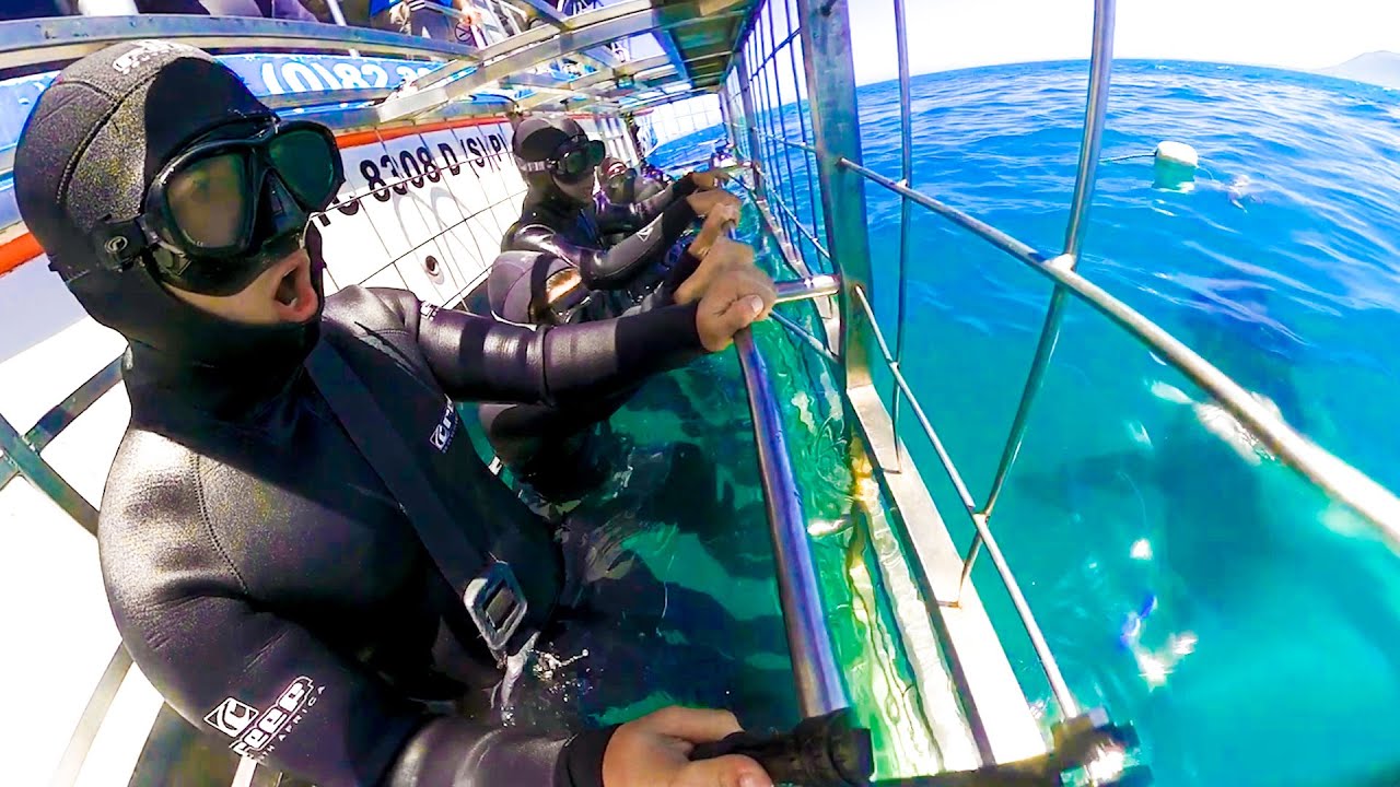 CAGE DIVING WITH GREAT WHITE SHARKS!