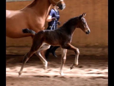 Hengstfohlen geb. am 29.04.2022 v. Diamond First - United - Gribaldi