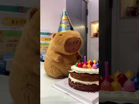 Happy Birthday~🍰 Part2 #cute #capybara #funnyanimals #healing #happybirthday