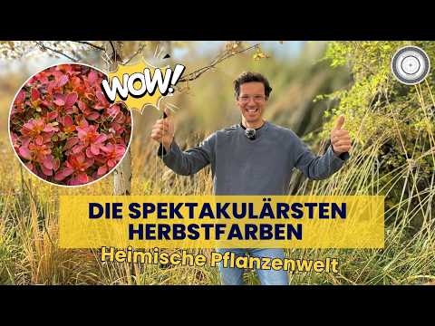 Color explosion in the natural garden 🍁🌿 only autumn can do that!