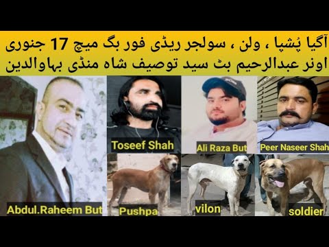 Pakistani Top  Bully Breed Dog Name Pushpa, Vilan ,Soldier Owner Abdul Raheem But Peer Toseef Shah