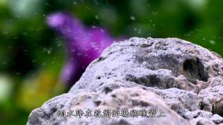 月光海岸陸蟹生命之旅精華版.mpeg