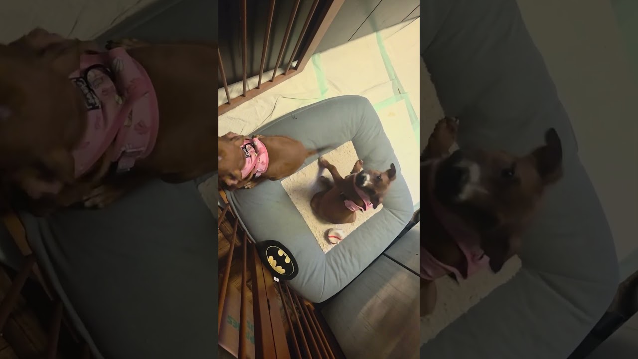 Enlarge Eloise, a Adoptable mixed breed in Aurora, IL video 5/5