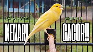 Download lagu Pancingan Kenari GACOR panjang untuk Masteran Kenari PAUD & agar Kenari diam agar bunyi & gacor mp3